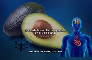El uso de la semilla de aguacate en la vida diaria.