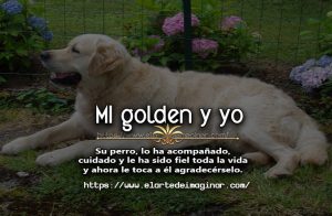 Mi golden mi mejor amigo